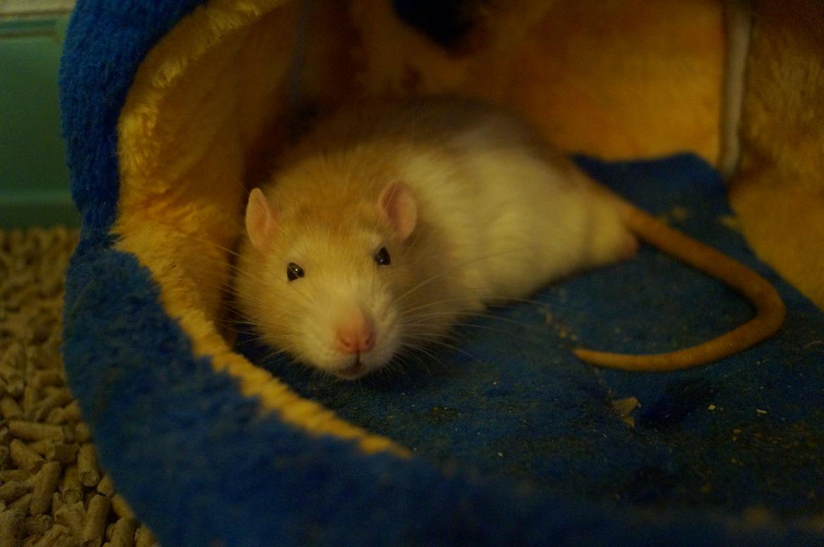 Tamrotte Shinobi billede 2