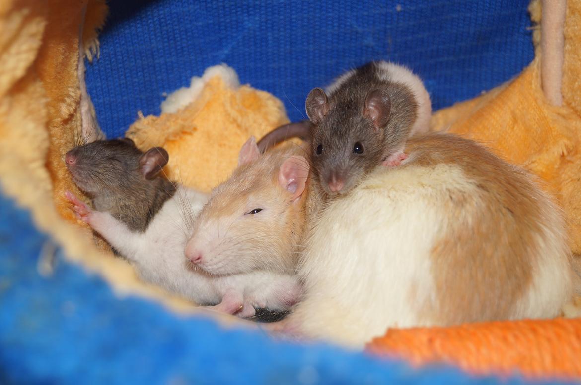 Tamrotte Shinobi - Shinobi elsker små unger billede 3