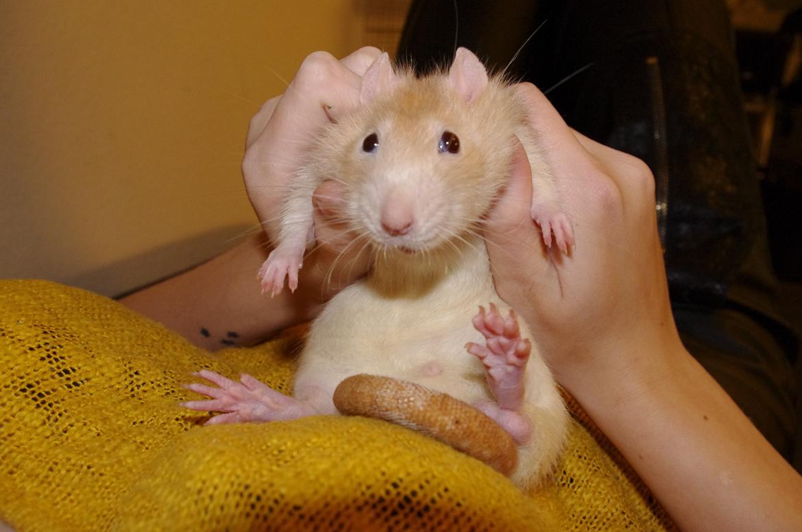 Tamrotte Shinobi billede 4