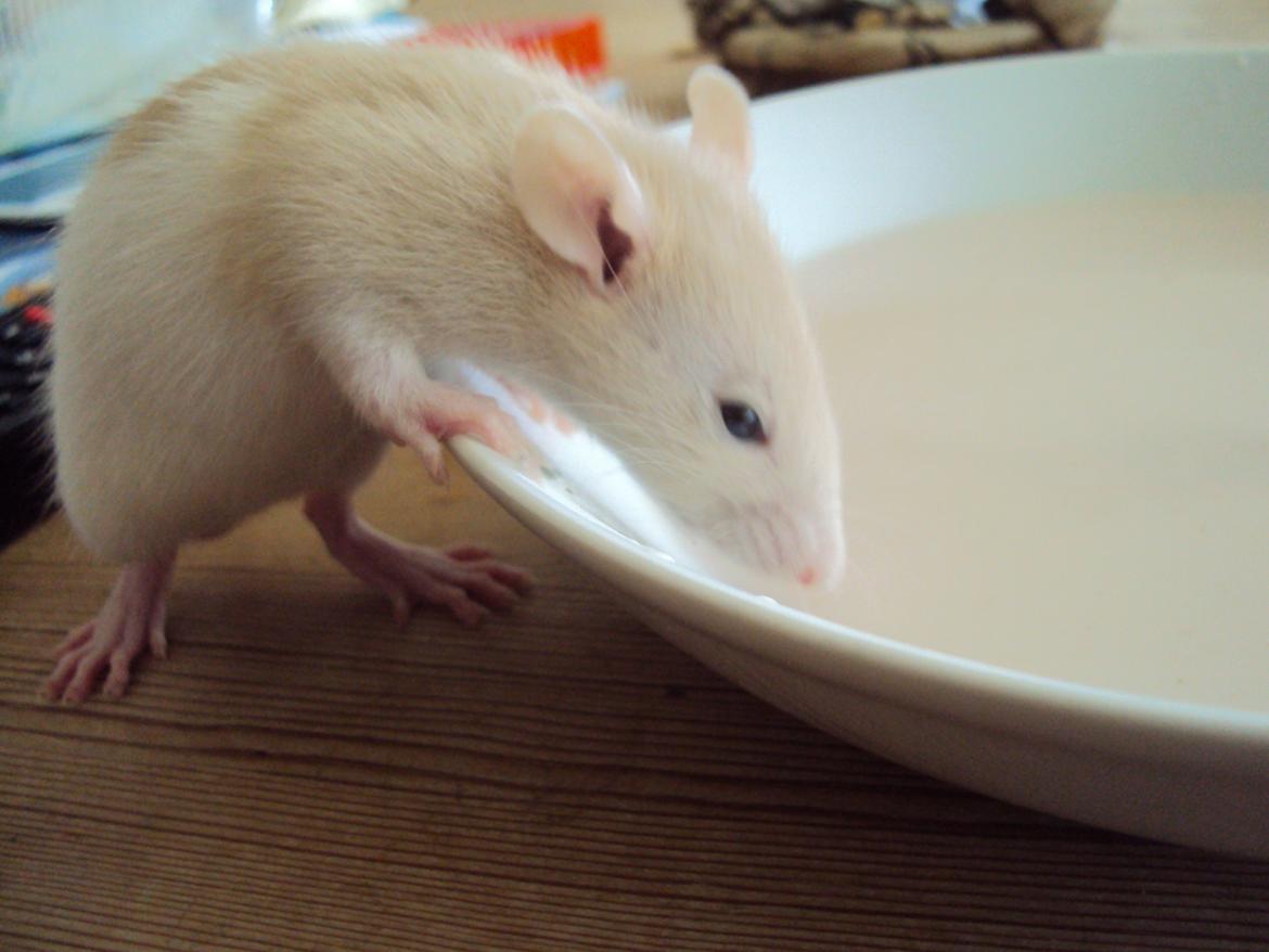 Tamrotte Shinobi billede 6