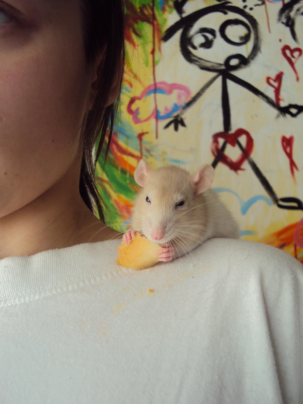 Tamrotte Shinobi billede 7