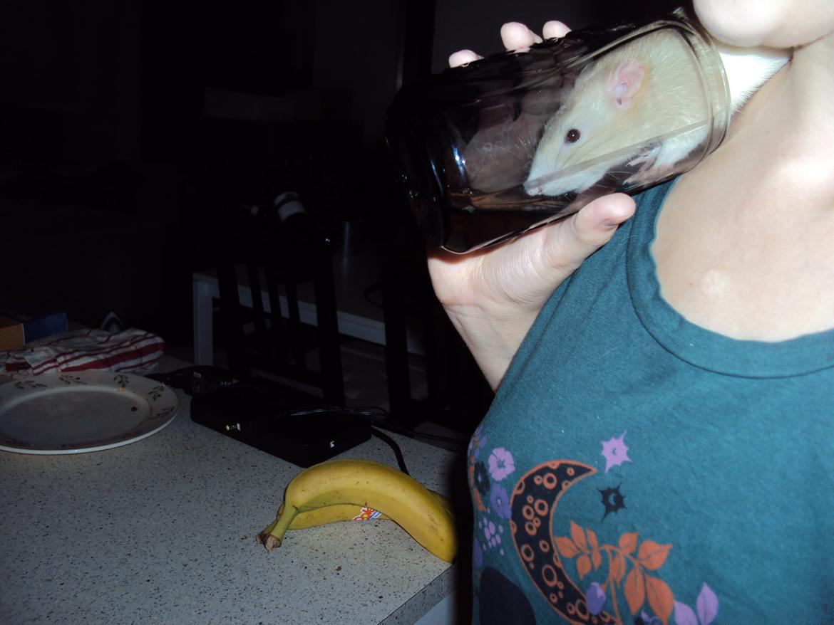 Tamrotte Shinobi billede 8