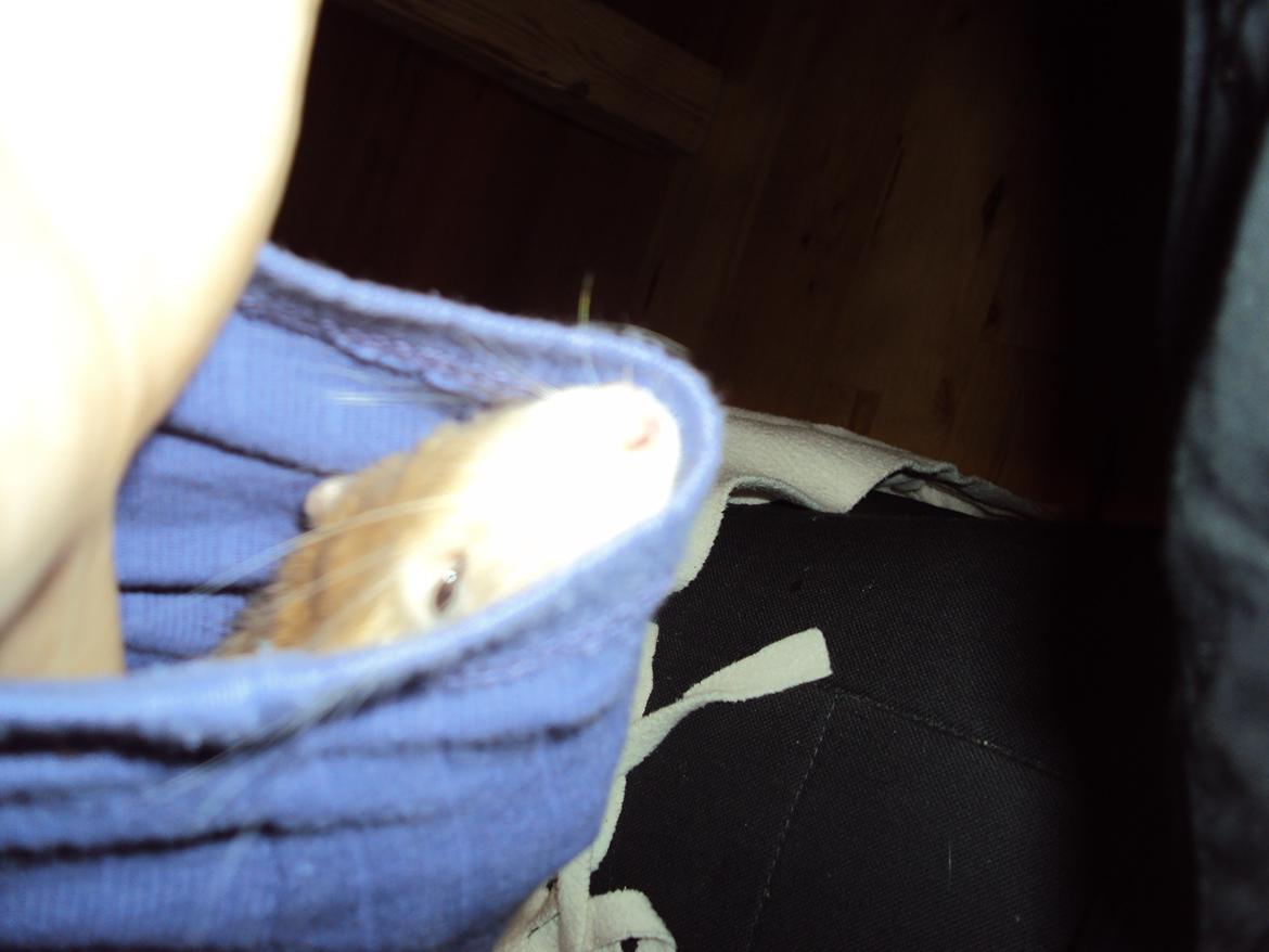 Tamrotte Shinobi billede 9