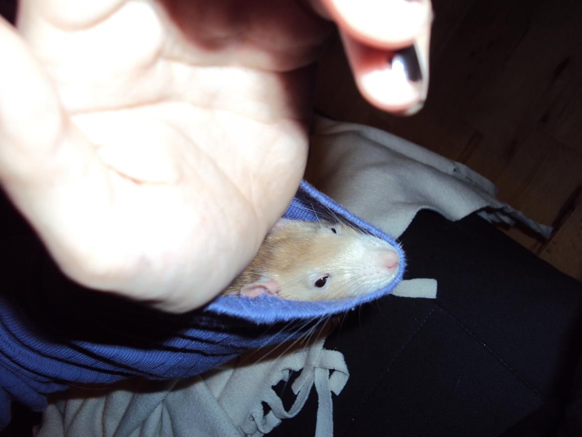 Tamrotte Shinobi billede 10