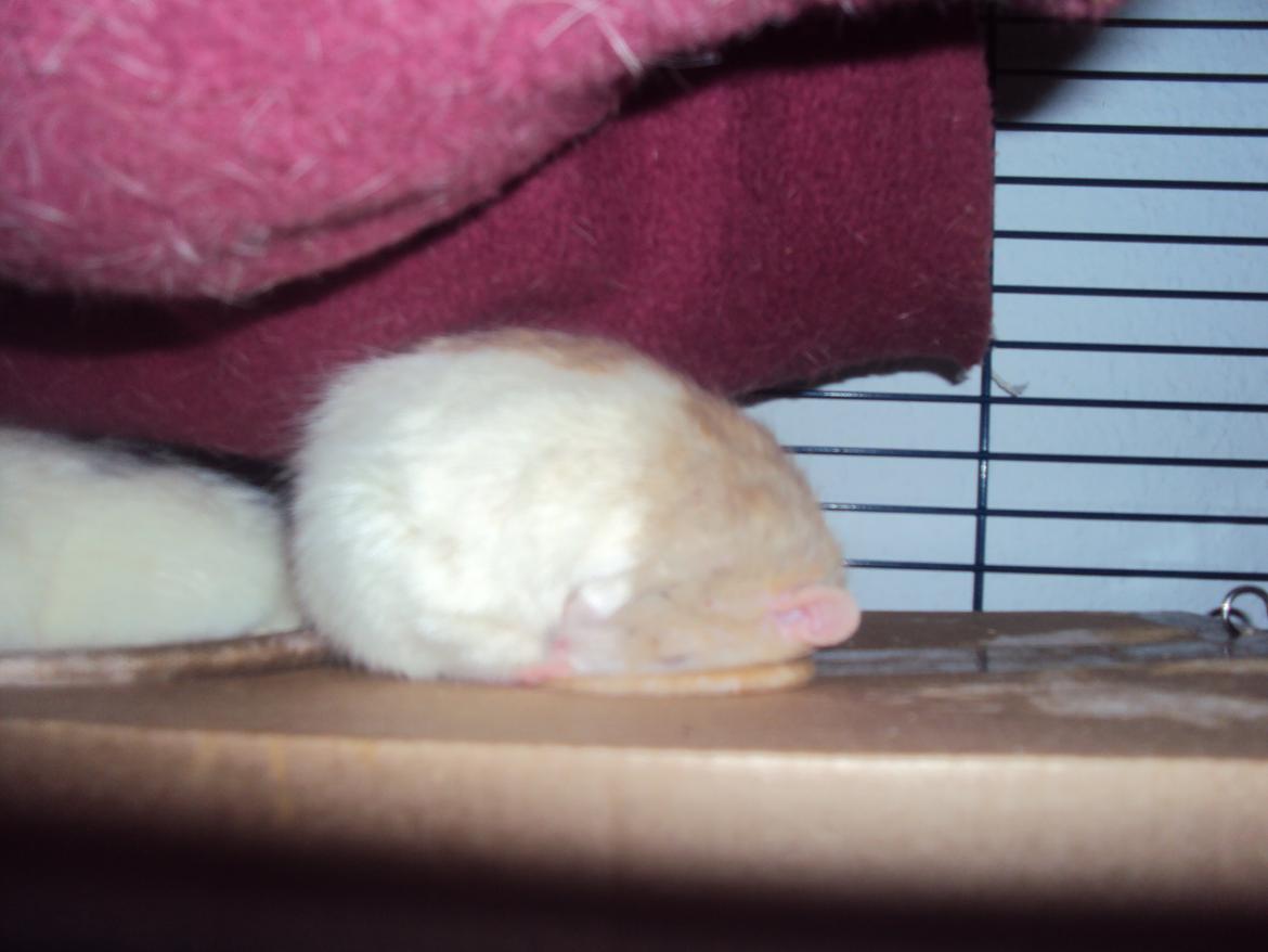 Tamrotte Shinobi - Shinobi sover de underligste steder, på de sjoveste måder billede 11