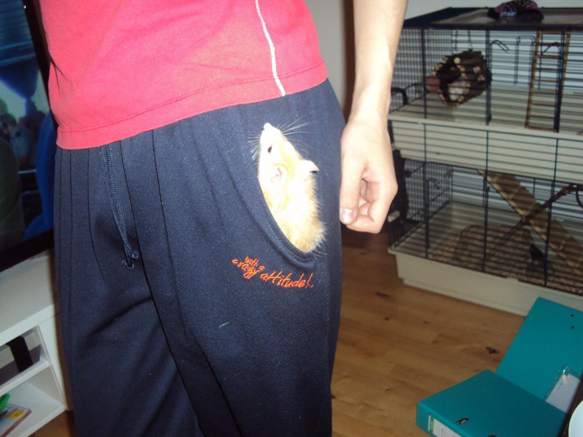 Tamrotte Shinobi billede 12