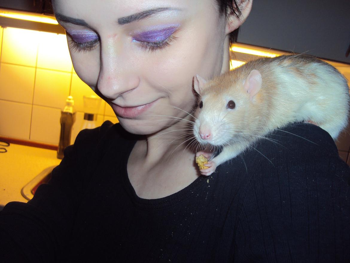 Tamrotte Shinobi billede 13