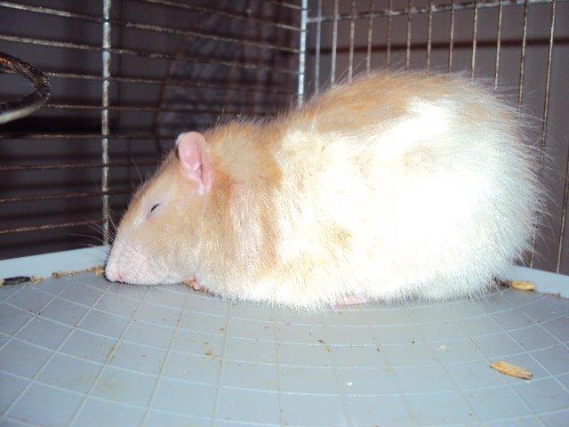 Tamrotte Shinobi billede 14