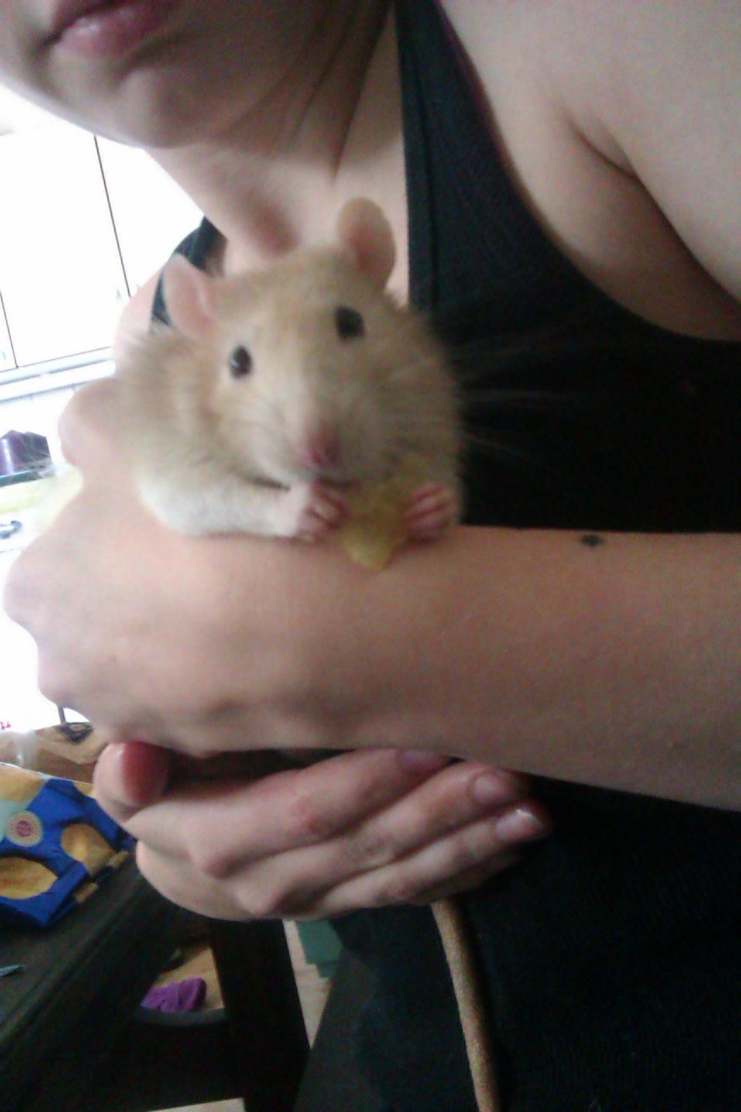 Tamrotte Shinobi billede 15