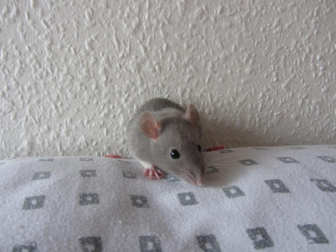 Tamrotte Yaki RIP billede 1