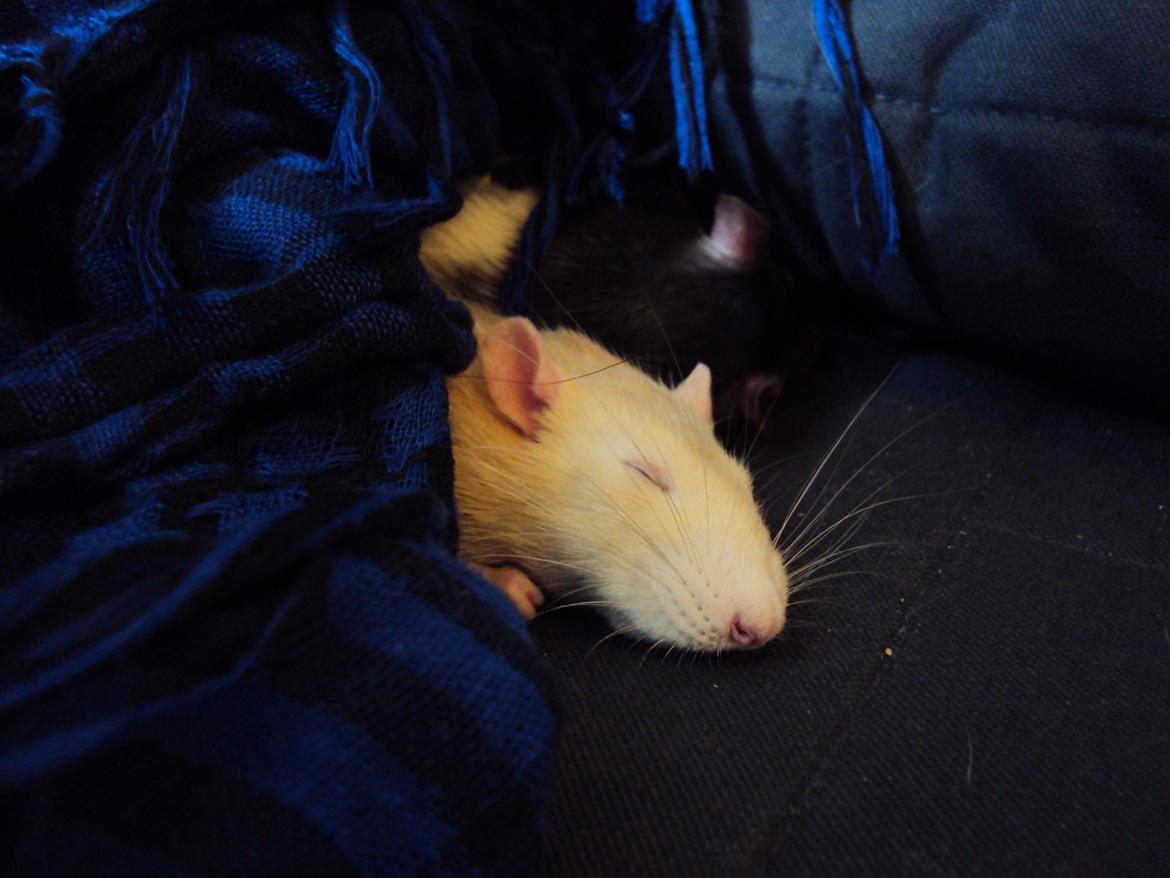 Tamrotte Shinobi billede 17