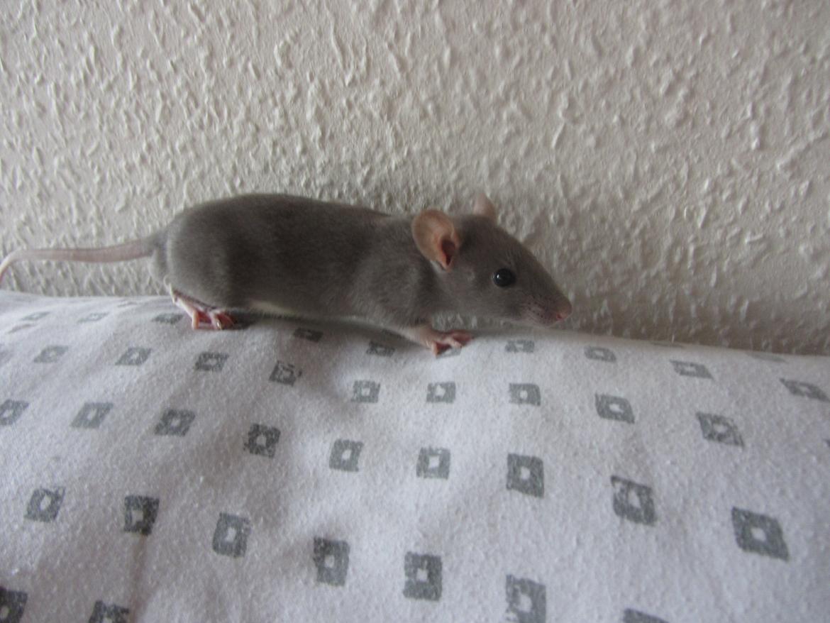 Tamrotte Yaki RIP billede 2