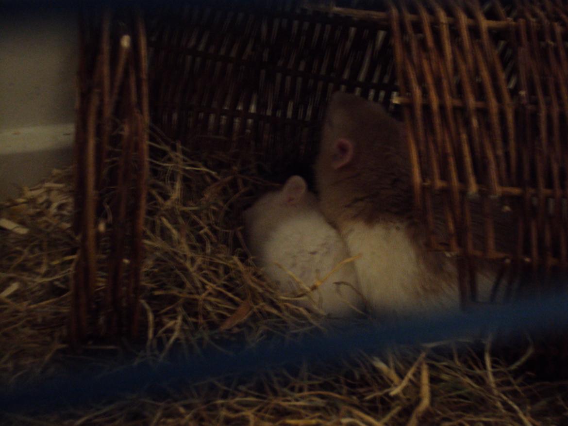 Tamrotte Shinobi billede 18