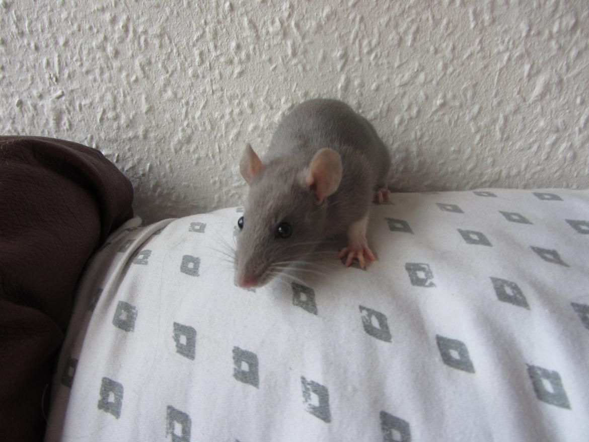 Tamrotte Yaki RIP billede 3