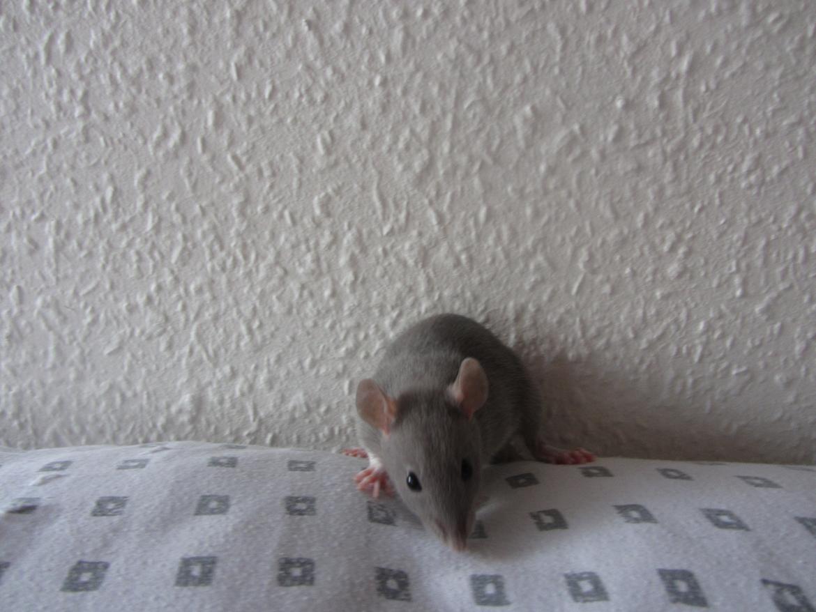 Tamrotte Yaki RIP billede 4