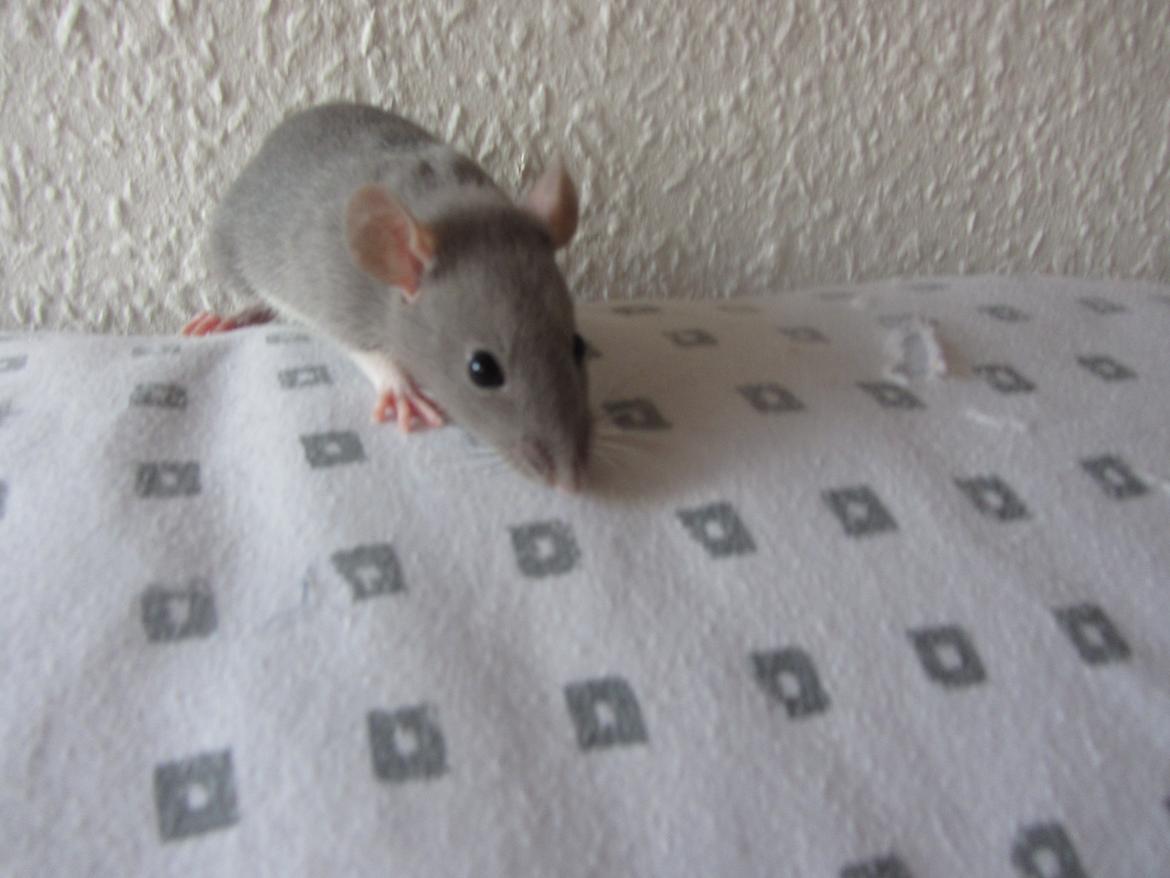 Tamrotte Yaki RIP billede 5