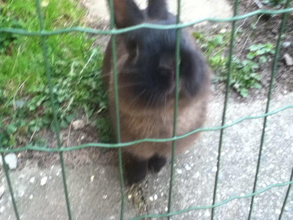 Kanin Malthe - må jeg få mit nisse kys billede 1