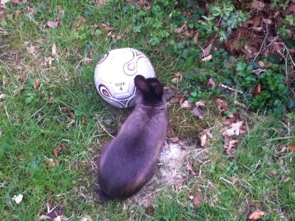 Kanin Malthe - er der nogen der vil spille fodboldt? billede 2