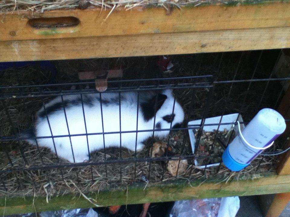 Kanin molly - må jeg komme ud og hoppe billede 19