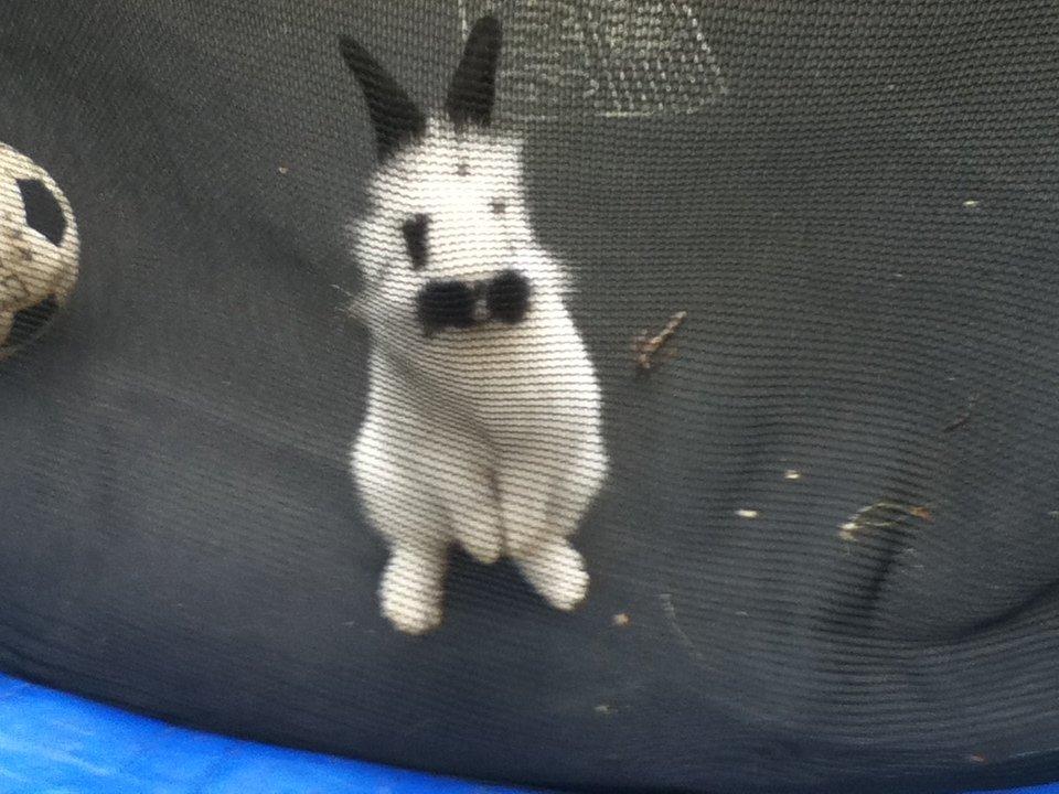 Kanin molly - dav billede 18