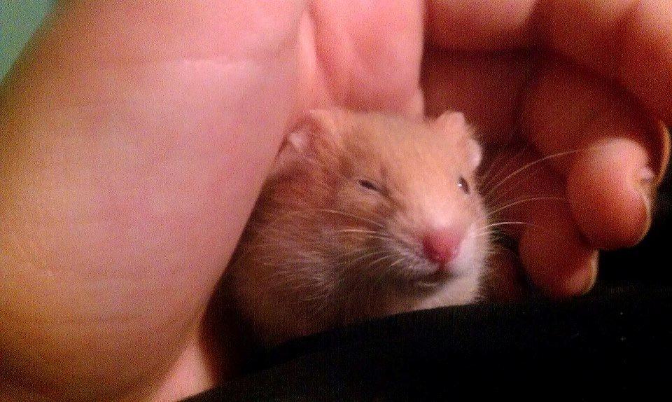 Hamster Annabell - Gået bort billede 2