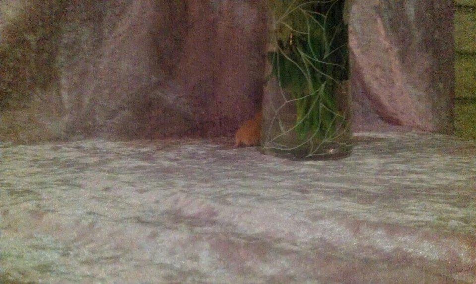 Hamster Annabell - Gået bort billede 3