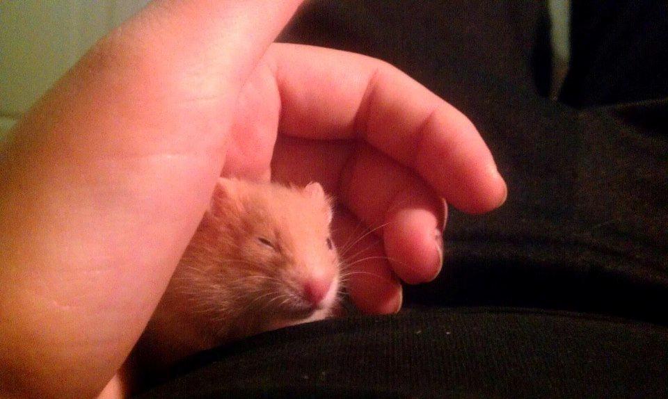 Hamster Annabell - Gået bort billede 4