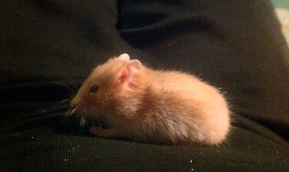 Hamster Annabell - Gået bort billede 5