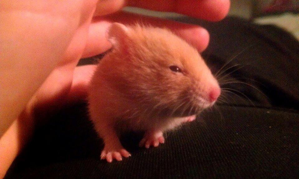 Hamster Annabell - Gået bort billede 6