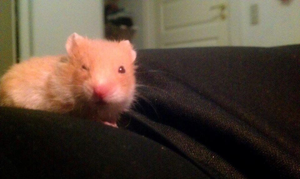 Hamster Annabell - Gået bort billede 7