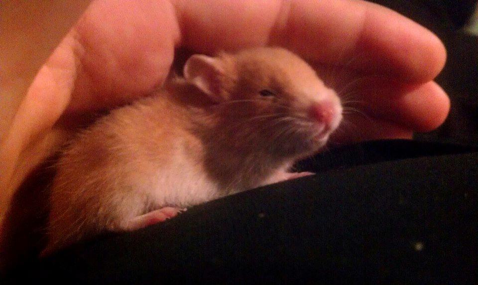 Hamster Annabell - Gået bort billede 8