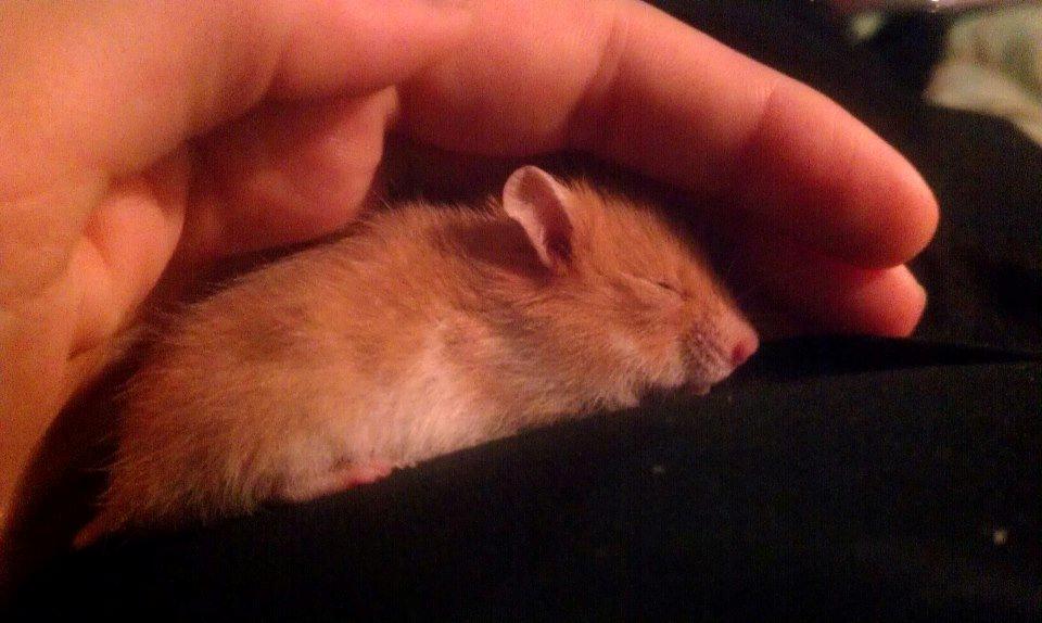 Hamster Annabell - Gået bort billede 9