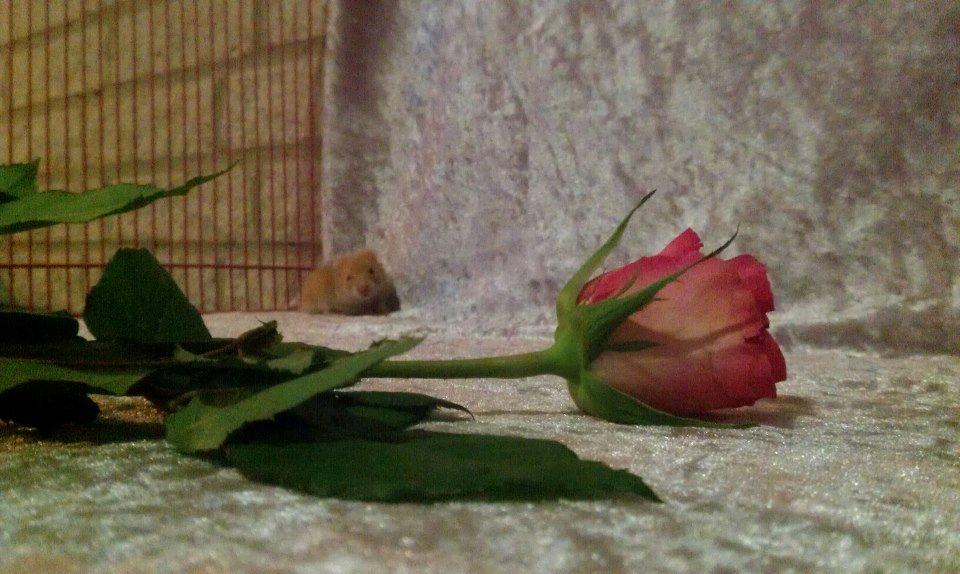 Hamster Annabell - Gået bort - Velkommen<3 billede 1