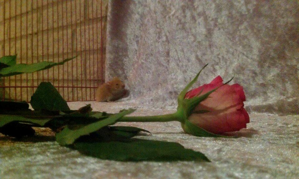 Hamster Annabell - Gået bort billede 10
