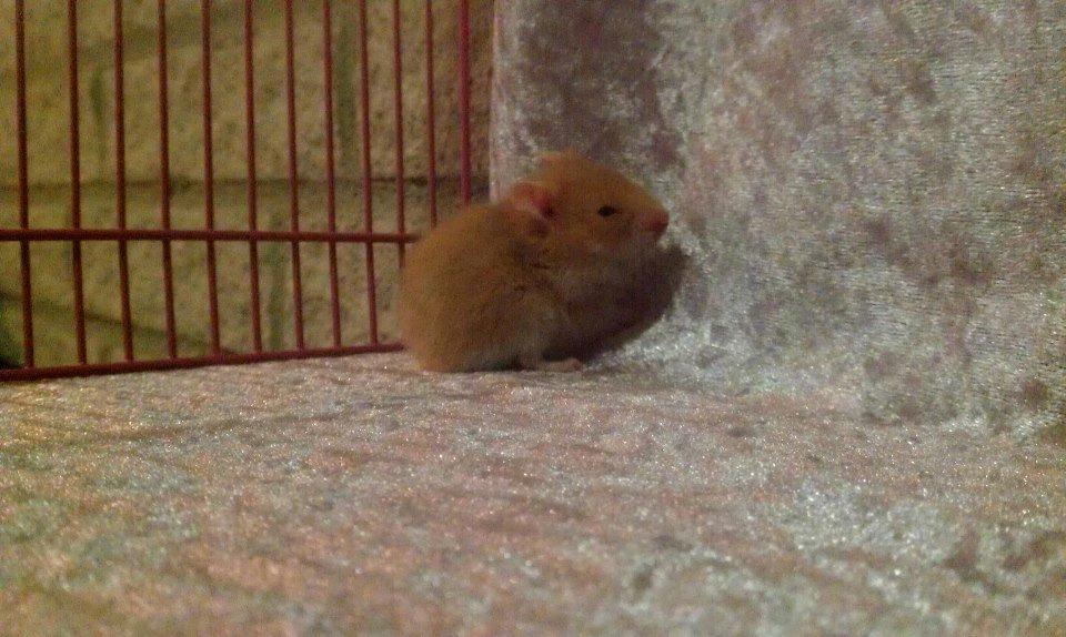 Hamster Annabell - Gået bort billede 11