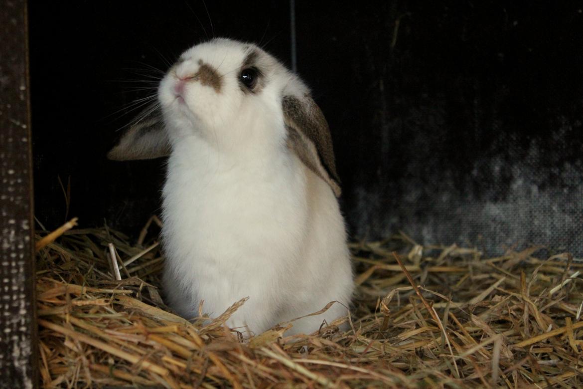 Kanin Winds Giyan billede 29