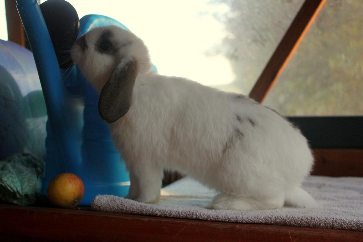 Kanin Winds Giyan billede 30