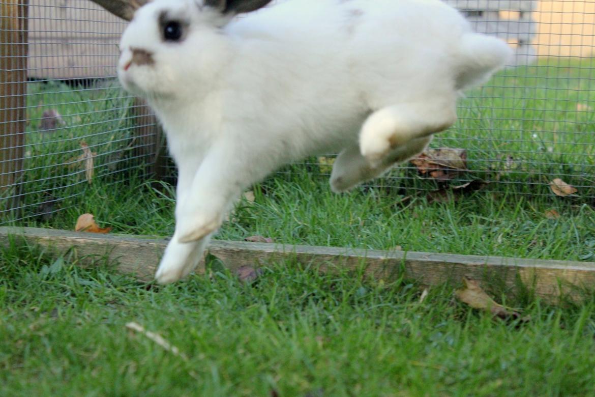 Kanin Winds Giyan billede 31