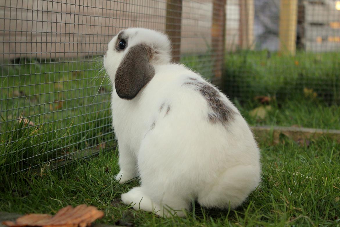 Kanin Winds Giyan billede 33