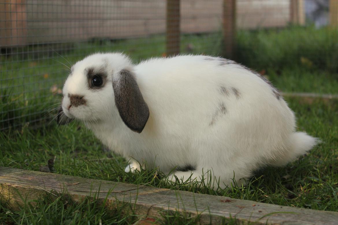 Kanin Winds Giyan billede 32