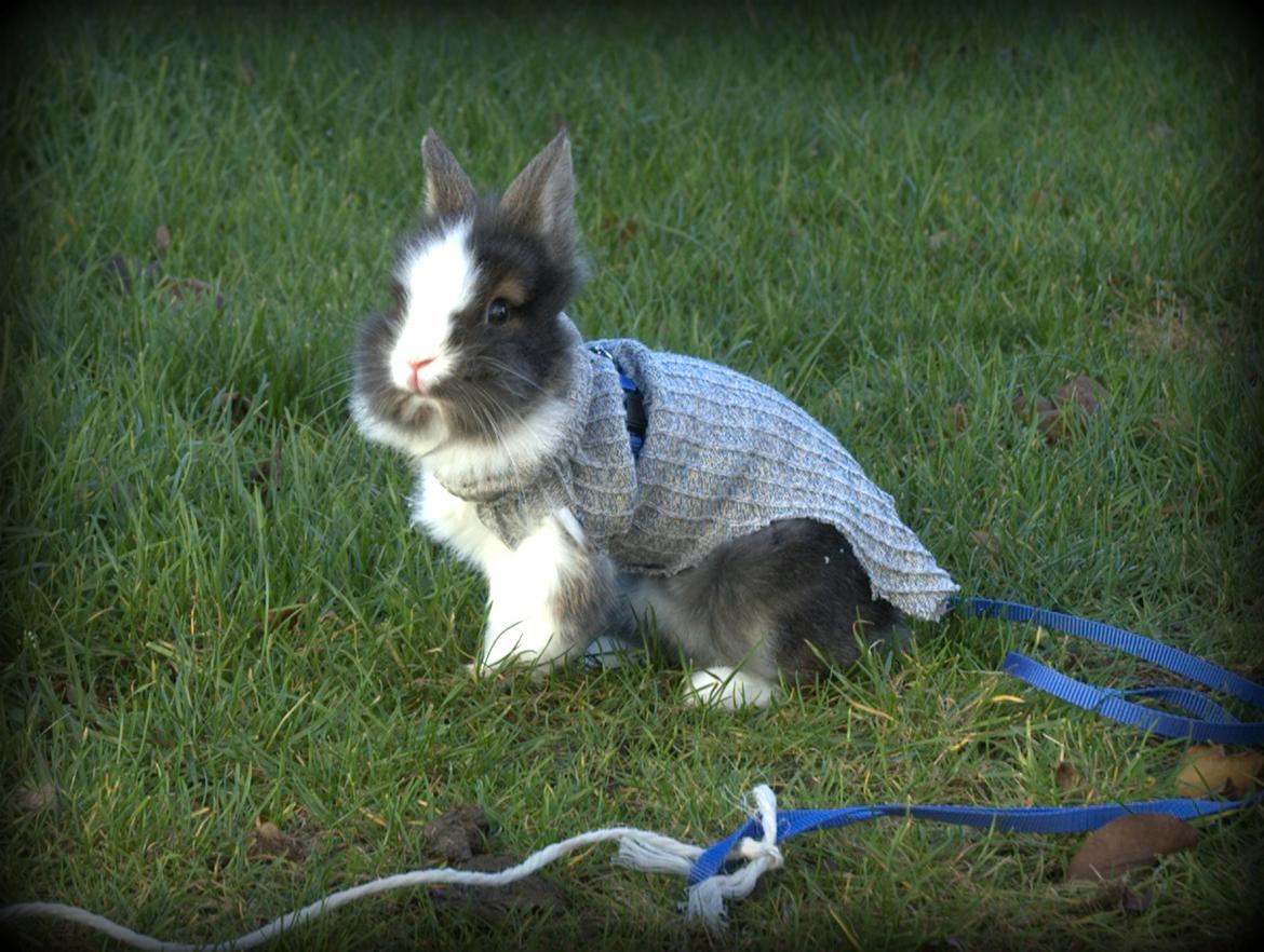 Kanin Pjerrot R.I.P - Mmm, dejligt med en trøje, når der er koldt udenfor :D billede 19
