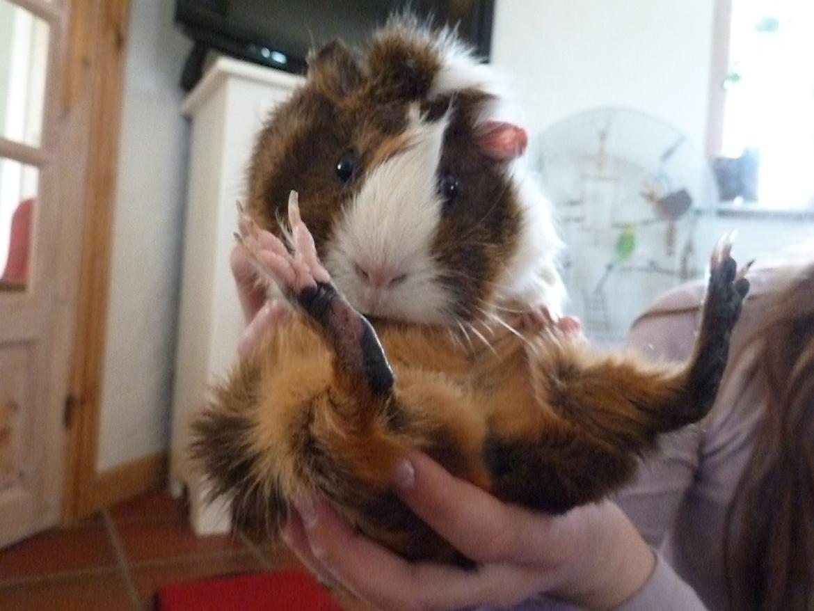 Marsvin Elmegårdens Hvirvel billede 16