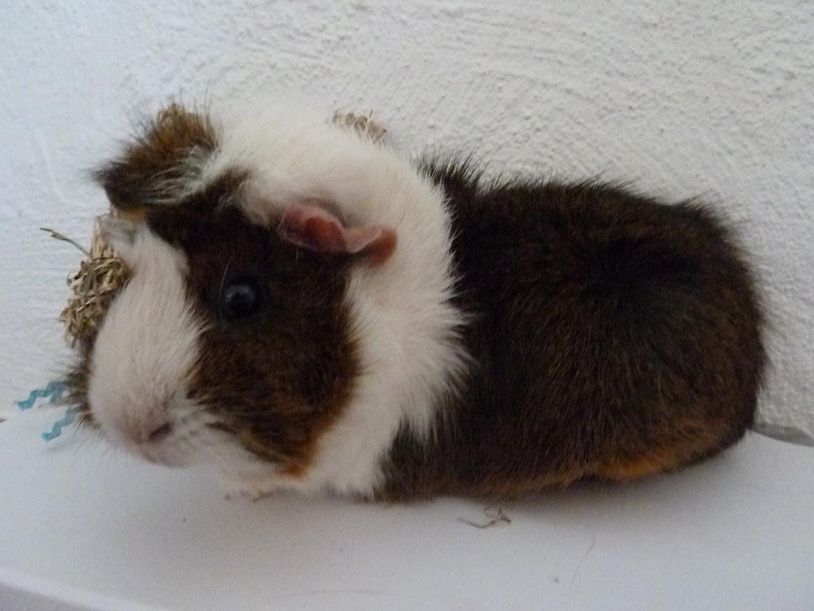 Marsvin Elmegårdens Hvirvel billede 17