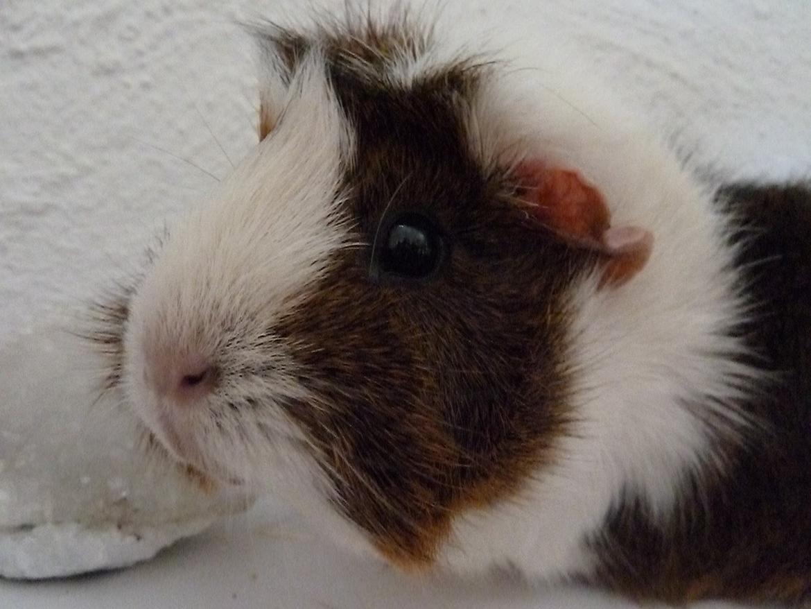 Marsvin Elmegårdens Hvirvel billede 18