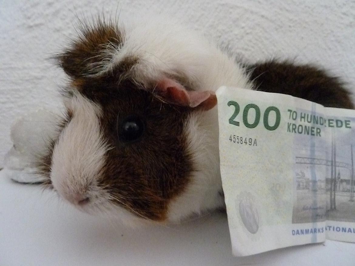 Marsvin Elmegårdens Hvirvel billede 19