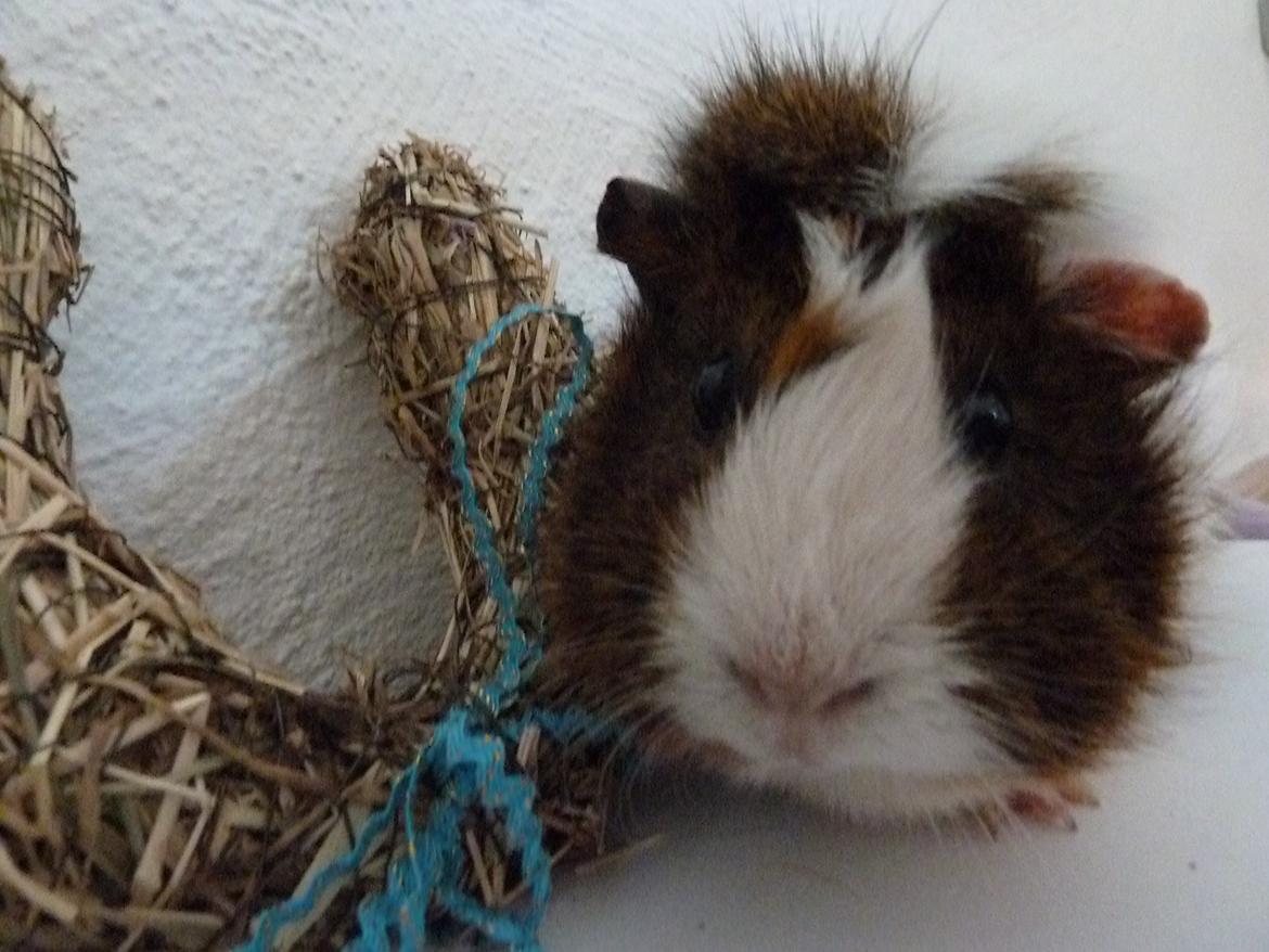 Marsvin Elmegårdens Hvirvel billede 20