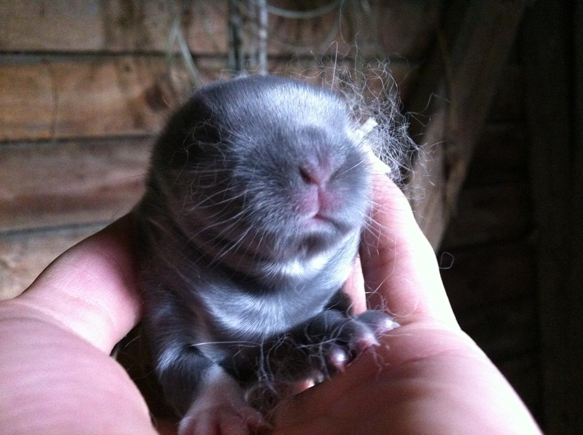 Kanin Makara's blue lightning15/9-2012 - februar 2015 † billede 14