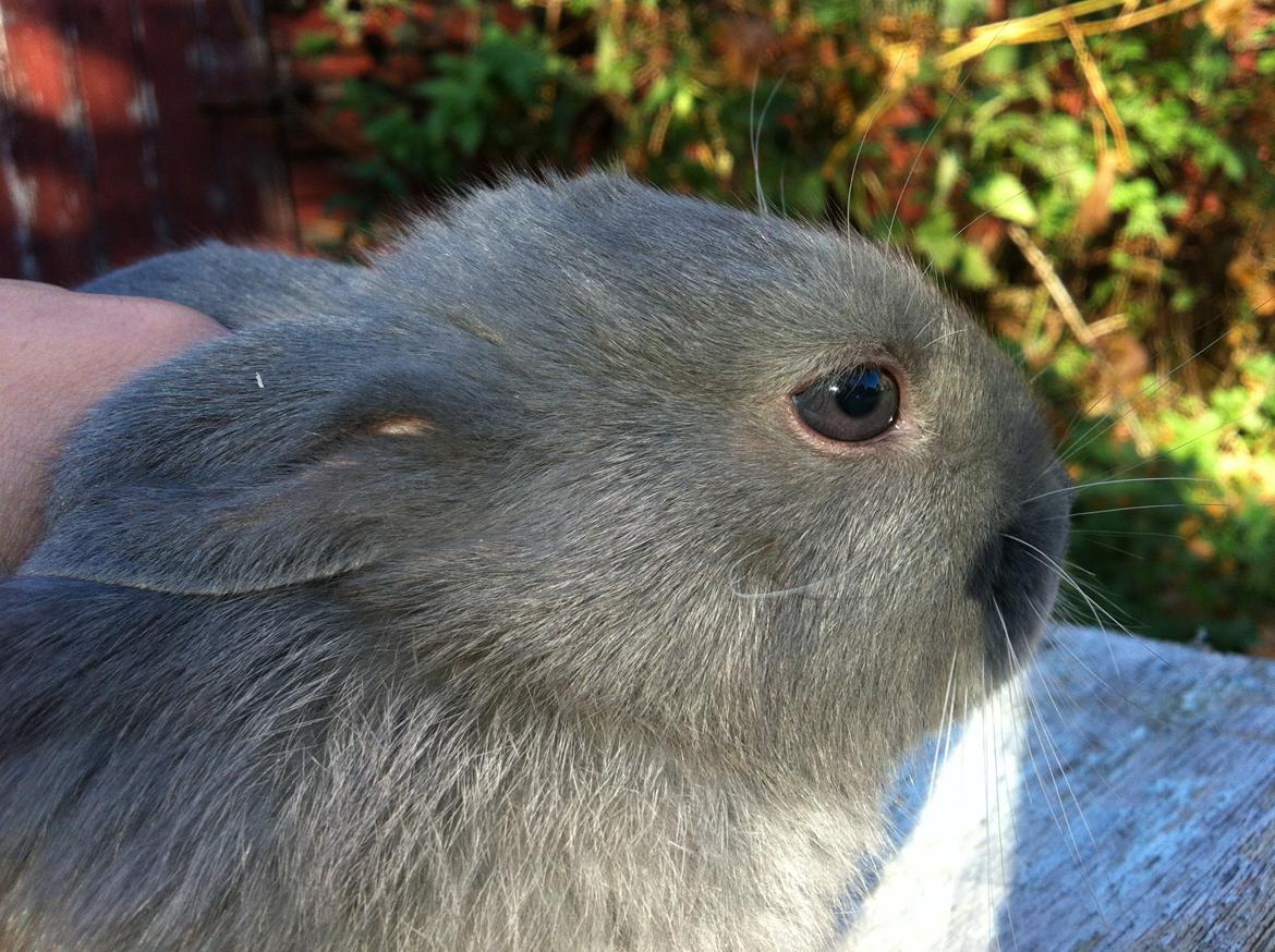 Kanin Makara's blue lightning15/9-2012 - februar 2015 † billede 15