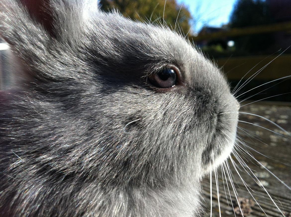 Kanin Makara's blue lightning15/9-2012 - februar 2015 † billede 6