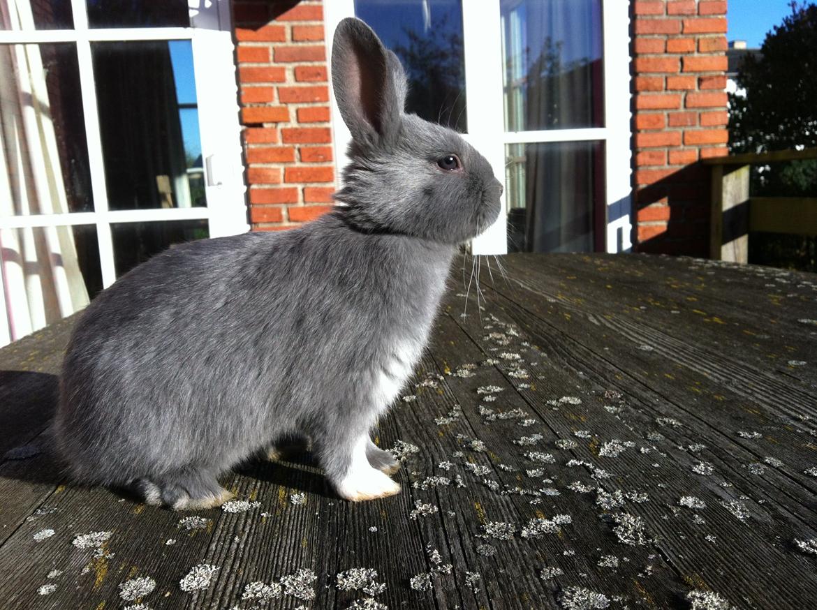 Kanin Makara's blue lightning15/9-2012 - februar 2015 † billede 4